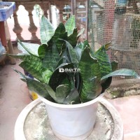 Cây lưỡi mèo