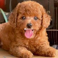 poodlle nâu đỏ tini lông xoăn ( 2 tháng tuổi )