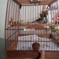 Cả bộ tre già đấu đặt chim 2 mùa hót suốt 1tr3