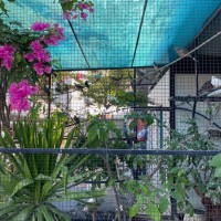 Dọn Avi Bán Bớt Cu Ta & Pháp