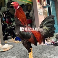 Điều mỹ cuban f 1..ăn 5cái rớt lại chồng độ xỉu.99