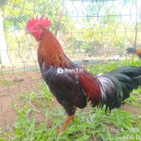 Cặp điều Thái mỹ cho ae về nhanh chơi