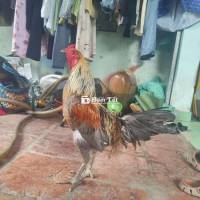 2k4 tơ còn lên ae cần dù hl mình
