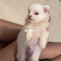 cần bán 1 bé chó nhà đẻ