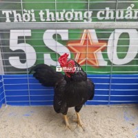 chia e tre bắc ô