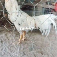 Cặp 1tr2