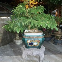 Bonsai Hoàng Mai Huế chuẩn chỉ