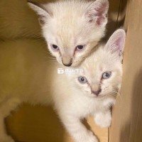 Em để lại 2 em Mèo ALN đực gần 2tháng tuổi ạ