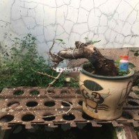 cây dâu tằm bonsai