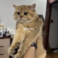 Mèo Golden 8 tháng tuổi