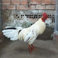 Bướm 2.8kg