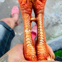 bướm thái viet 3k1