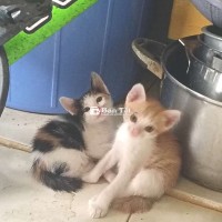 Tặng mèo tam thể