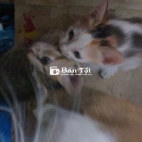 Mèo con   biet  tự ăn..  cho 2 con