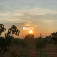 Tuyển Người Nam Làm Vườn Xoài Biết Phun Thuốc