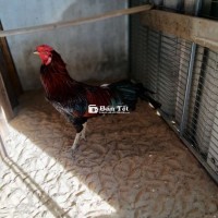 Gà thay long 3,6kg