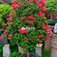 Cây Trang Bonsai cao 1,5m