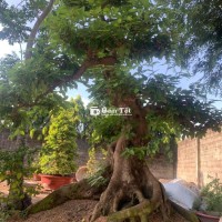 Cây sung bonsai