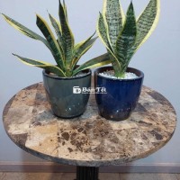 Cặp lưỡi hổ lùn để bàn lv, cafe & chậu men gốm đẹp
