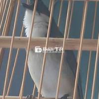 Mào thuộc lân tê cực siêng miệng giọng dài xoăn