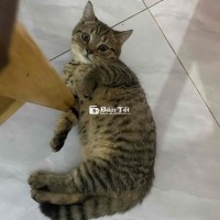 Meog Anh lông ngắn, 3 tháng tuổi