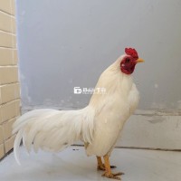 Bán gà tre bắc nhạn