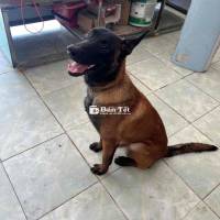 chó malinoi becgie bỉ thuần chủng