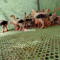 Gà đông tảo thuần chủng chân khủng giá rẻ