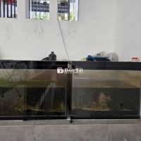 Hồ cá cảnh