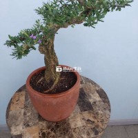 Sam Sông Hinh lùn lực dáng đẹp gốc già lớn H.25
