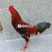 2kg9 to chua cu mạnh tay tốt
