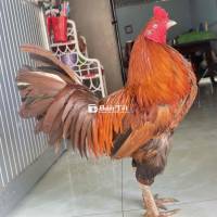 nọc khét vàng chân xanh vuông 4ki3