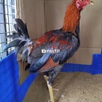 3con Asiu mỹ 1k1 trang 1k4 ,,
