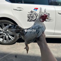 tre bắc cọc bông Nọc ú nu Bể trạng 6 lạng