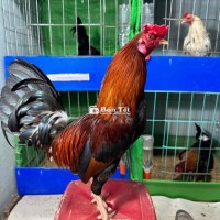 asil mỹ 1kg150