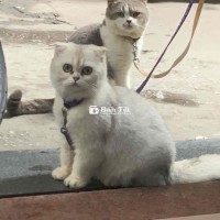 bán cặp mèo 1 đực 1 cái