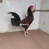 2 con gà tre tơ