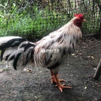 2ki9 thái mỹ tay tròn đặc gà