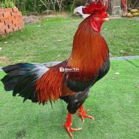 💥💥ĐIỀU VUA 3200GRAM💥💥
