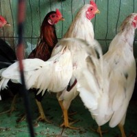 Gà tơ a siêu cuban giáp anh em chử bộn