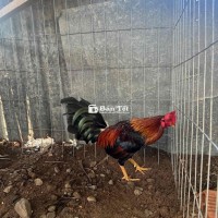 1kg4 tay tốt về vô chế độ là chơi