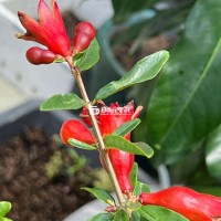 Lựu Ấn Độ bao chuẩn giống.