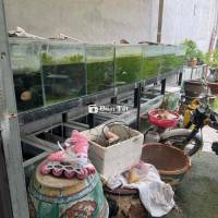 hồ cá cảnh