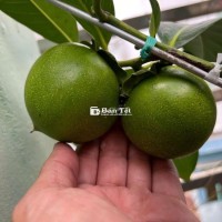 Hồng Socola cây đang có 10 trái