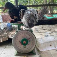 Bồ Câu Ra Ràng