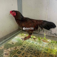mã lại 3kg2 thanh lý ae cản đổ