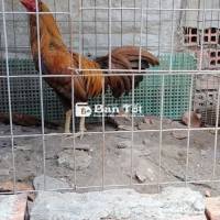 1kg250 trạng 1kg350