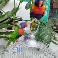 Cặp vẹt lory rainbow dạn người