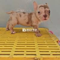 BULLY EXOTIC ĐỰC MELER