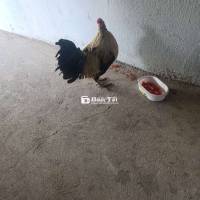 Gà Tre Chuối 1,5kg đẹp